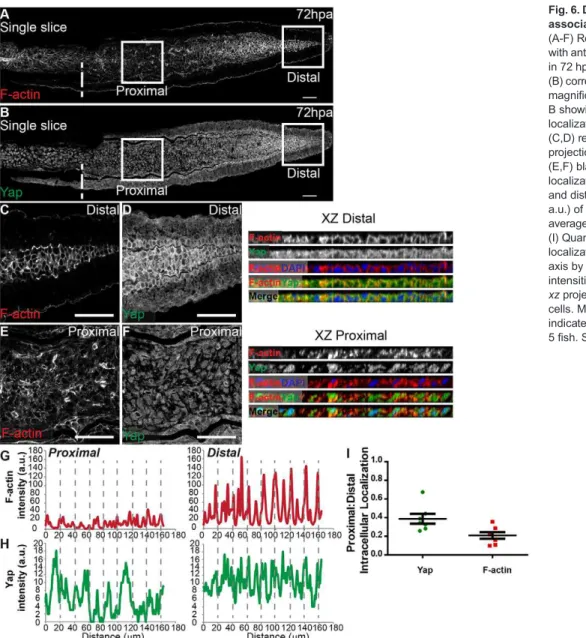 Fig. 6. Differential PD expression of F-actin associates with Yap intracellular location.