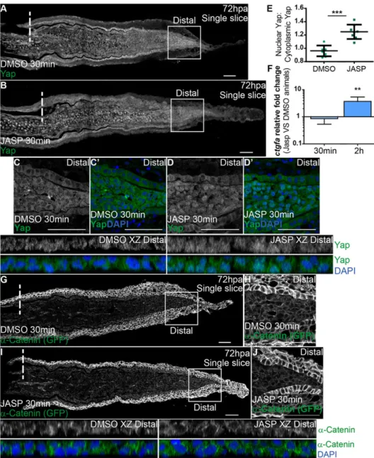 Fig. 7. F-actin controls Yap intracellular dynamics. (A-D ′ ) Representative