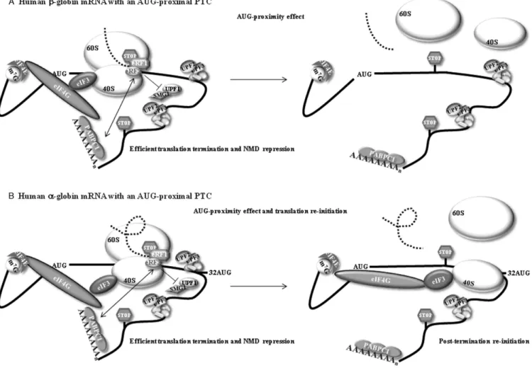 Figure 6. A model for the effect of an AUG-proximal premature termination codon (PTC or stop codon)