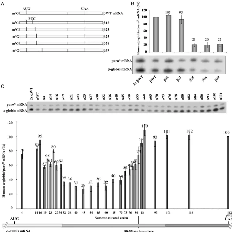 Figure 1. Fine-mapping reveals differences in the boundary of the AUG-proximity effect for NMD resistance in the human ␤- and ␣-globin mRNAs