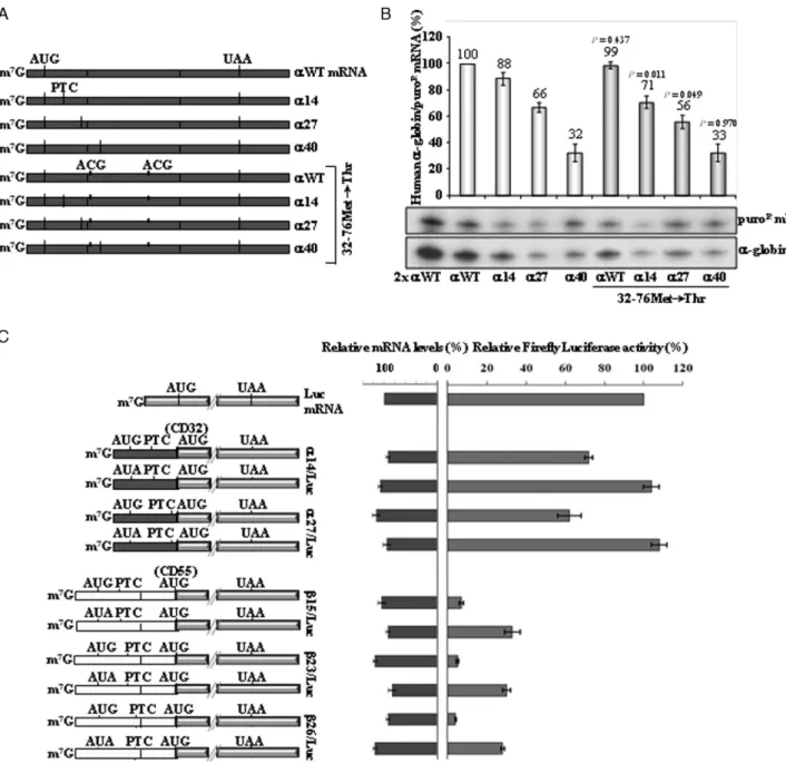 Figure 2. Contrary to what occurs in ␤-globin mRNA, ␣-globin mRNAs allow for efficient translation re-initiation, but only partially contributes to NMD inhibition