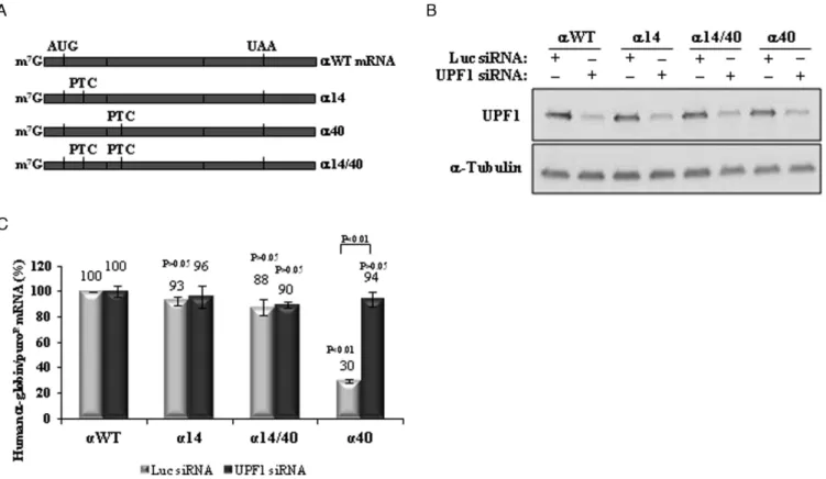 Figure 3. The ␣-globin mRNA does not allow PTC read-through. (A) Schematic representation of the studied human ␣-globin mRNAs