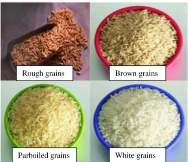 Figure 2.1 Rough, brown, parboiled and white grains Guixiangzhan rice. 