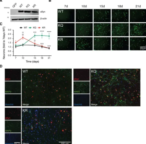 Fig 5. aSyn acetylation mimic is neuroprotective in primary cortical neurons. (A) Cultured primary neurons were transduced with AAVs encoding for EGFP, WT aSyn, KQ, or KR-mutant aSyn at day in vitro 3 (DIV3)