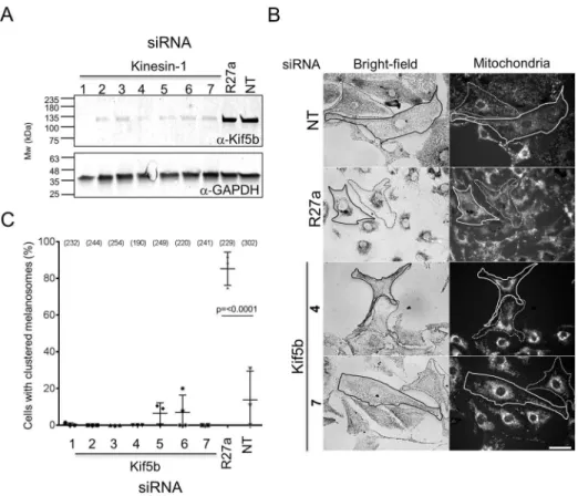 Fig. 2. Knockdown of Kif5b in melanocytes affects the distribution of mitochondria but not melanosomes