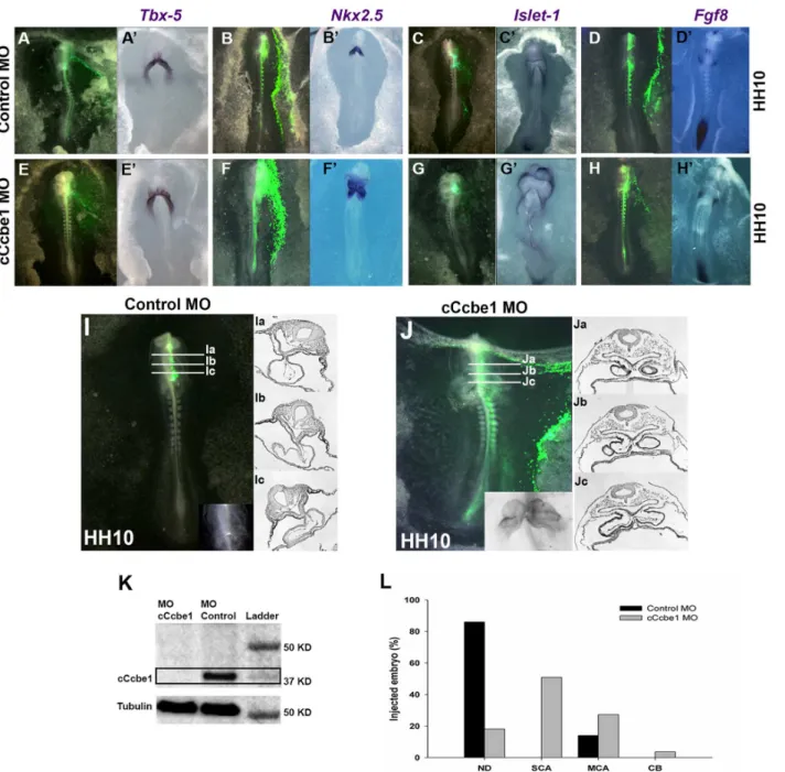 Fig. 3. cCcbe1 loss-of-function leads to heart malformations. The embryos were first targeted at stage HH3 + /HH4 with the designed morpholino and were collected later in development between stage HH9 + and HH10