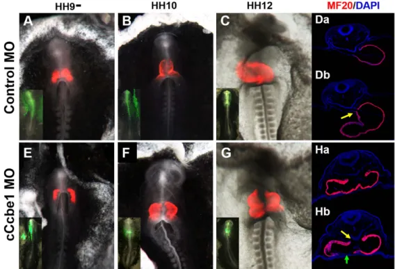 Fig. 4. Immunofluorescence analysis of cCcbe1 and Control MO in chick embryos. Embryos were target at HH3 + /HH4 with cCcbe1 (cCcbe1 MO) and Control (CoMO) morpholino and allowed to develop until stage HH12