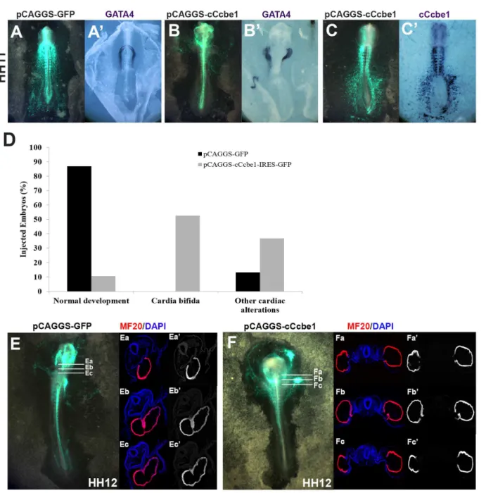 Fig. 5. cCcbe1 gain-of-function in chick embryos. Embryos were targeted at stage HH3 + /HH4 with the control vector pCAGGS-IRES-GFP (A) or with the overexpression vector pCAGGS-cCcbe1-IRES-GFP (B–C) and collected at stage HH11