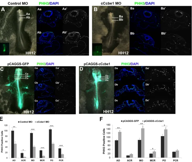 Fig. 6. cCcbe1 loss and gain of function disturbs cell proliferation in chick embryos