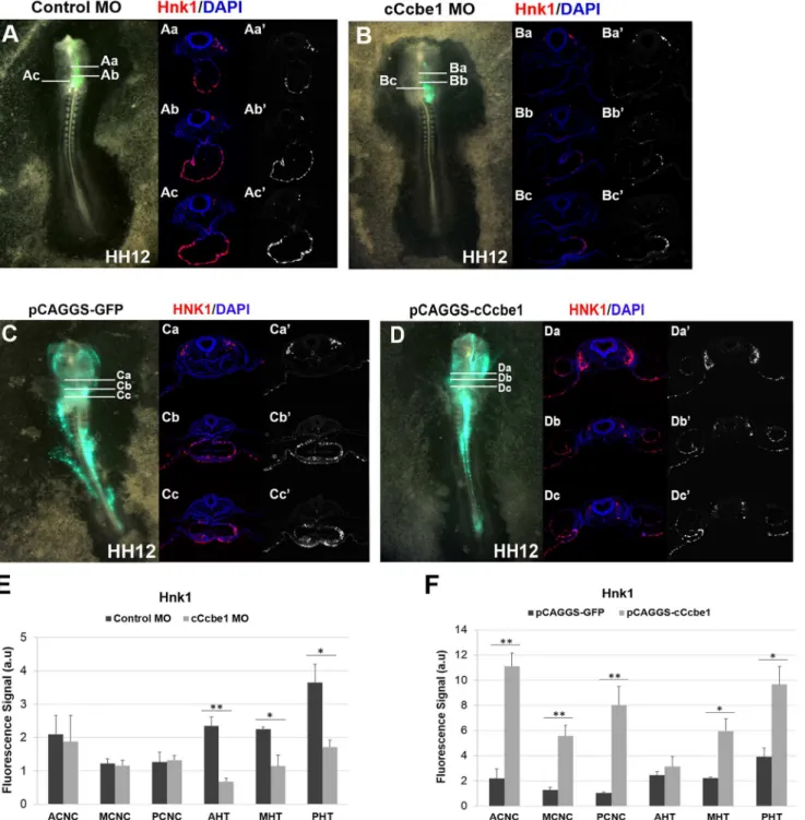 Fig. 7. Hnk1 immunofluorescence analysis of cCcbe1 loss and gain of function in chick embryos