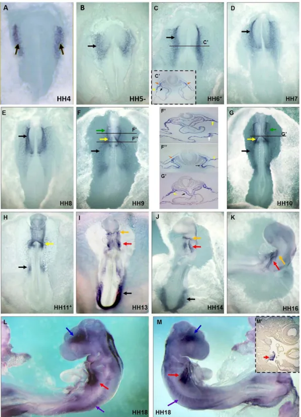 Fig. 1. cCcbe1 expression in developing chick embryos. (A) Expression of cCcbe1 is present at HH4 in the cardiogenic mesoderm (black arrows); (B–E) the expression is present in the anterior lateral plate mesoderm as two patches on either side of the head p
