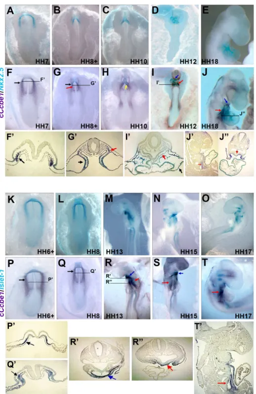 Fig. 2. Double WISH analysis of cCcbe1 and the cardiac makers Nkx2.5 and Islet-1. (A–T) Comparative expression of cCcbe1, Nkx2.5 and Islet-1 during early heart development