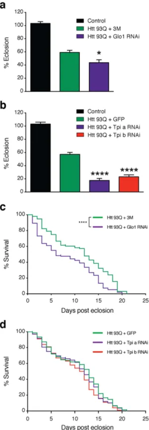 Figure 5.  Knockdown of Glo1 or Tpi impairs development and reduces lifespan in flies