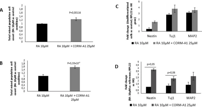 Fig 3. CO increases total mixed cellular population during differentiation process: precursor cells, early stage neurons and mature neurons.