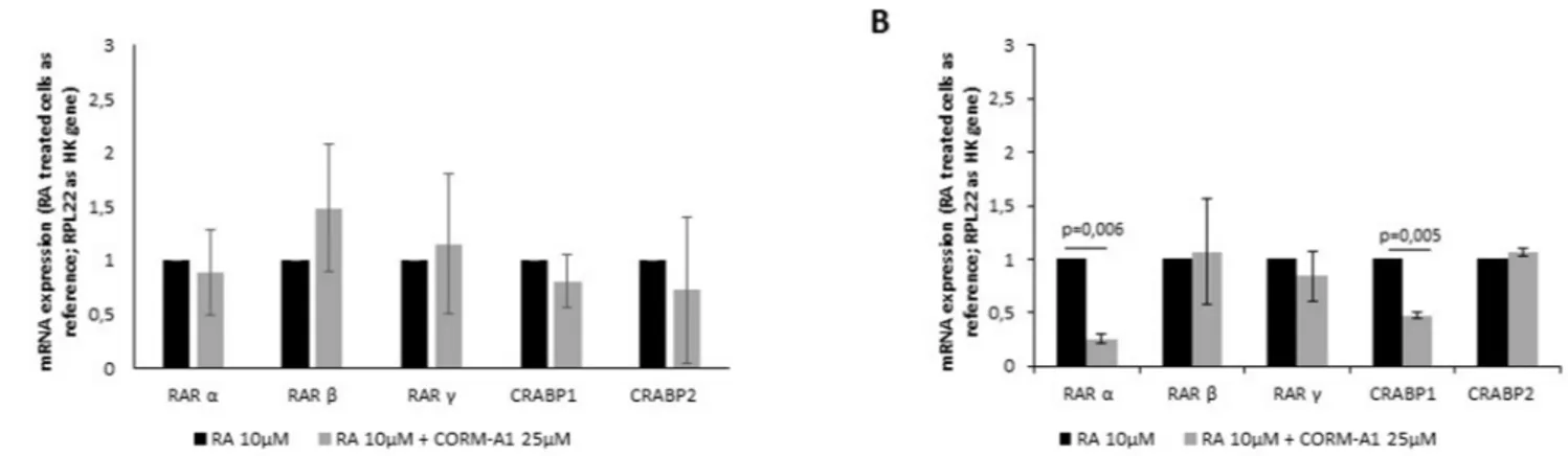Fig 5. CORM-A1 promotes cell proliferation. (A) Ki67 mRNA expression was assessed in NT2 mixed cell population at two distinct time points, day 17 and day 24, during neuronal differentiation process; (B) quantification of ki67 mRNA expression in SH-SY5Y mi