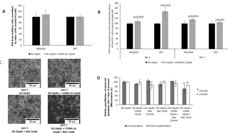 Fig 7. Role of reactive oxygen species (ROS) in CORM-A1 modulation of neuronal differentiation