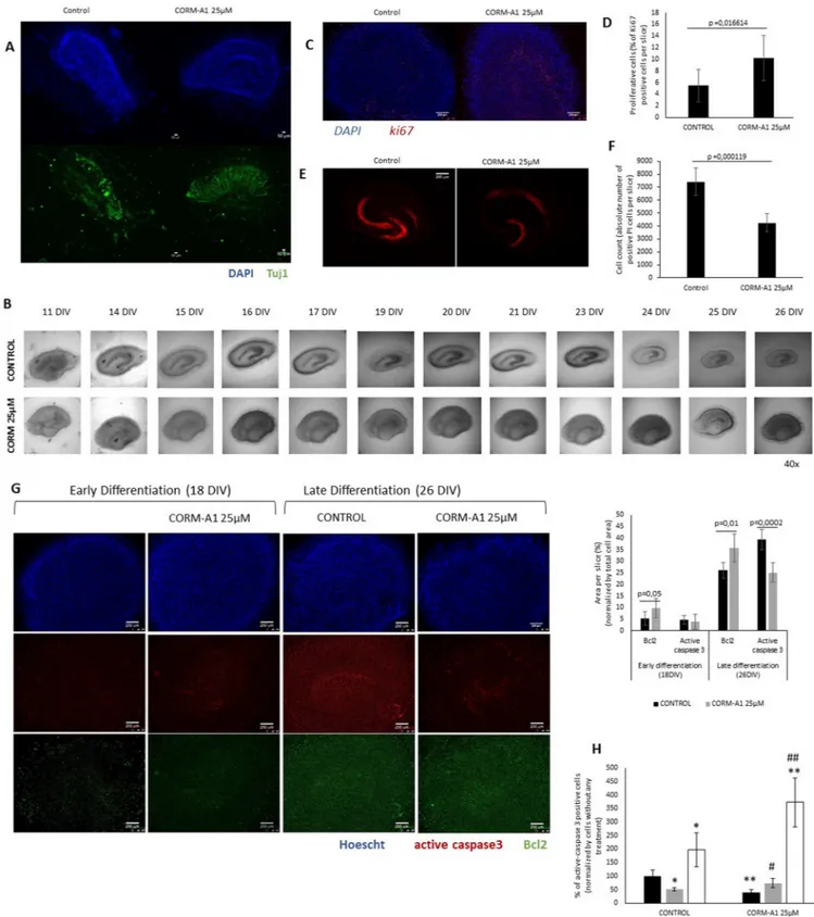 Fig 8. Validation of CORM-A1 role in neuronal differentiation in ex-vivo model of OHSC