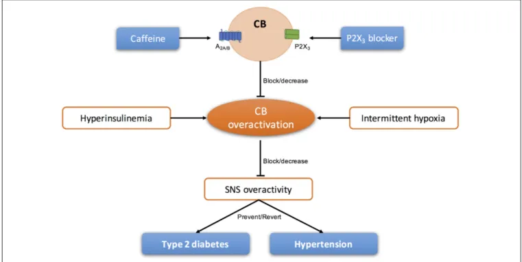 FIGURE 4 | Schematic representation of the modulation of purinergic systems to block/decrease the overactivation of CB present in sympathetic-mediated diseases, as type 2 diabetes and essential hypertension.