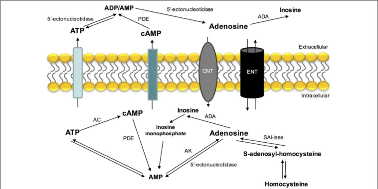 FIGURE 1 | Extra- and intracellular adenosine metabolism and nucleoside transporters that contribute to its release, uptake and production