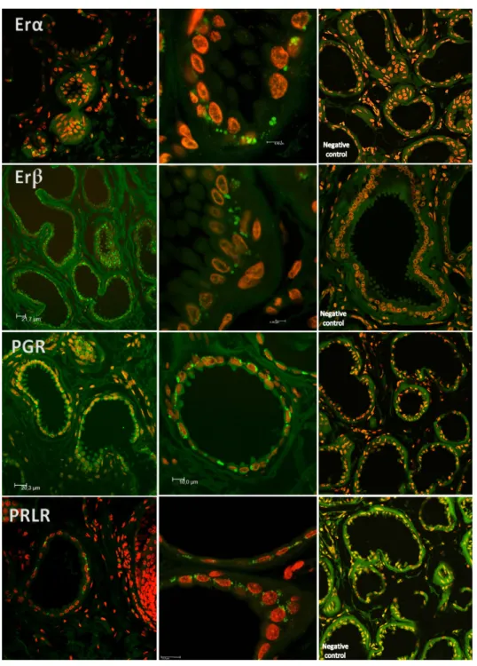 Figure 5. Examples of laser-scanning confocal fluorescence (LSC—lens 63.03 oil) images of IGS