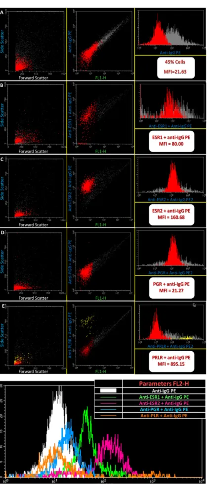 Figure 6. Flow cytometry analysis of gated cells of IGS. Examples of gated and dot plots and histograms showing the expression of ESR1, ESR2, PLRL and PGR