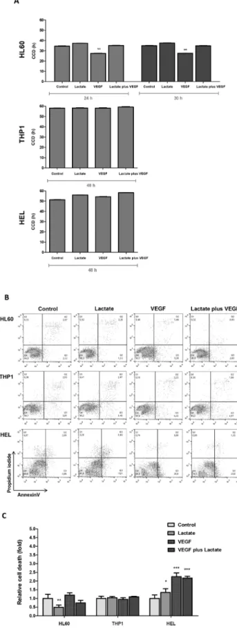 Figure 4: The effect of lactate and VEGF in cell cycle and cell viability in AML cell lines