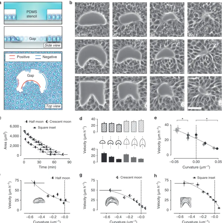 Figure 1 | Closure of gaps and wounds of different geometries is curvature-dependent. (a) Cartoons showing in vitro generation of damage-free gaps in an epithelial wound model experiment