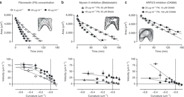 Figure 5 | Fibronectin concentration and pharmacological inhibition influence cell-crawling and purse-string contraction