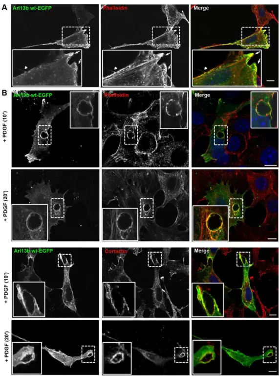 Fig. 1. Colocalization of Arl13b with actin-rich structures. (A)  NIH-3T3 cells expressing Arl13b-wt–