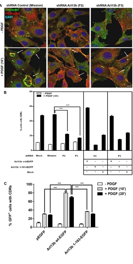 Fig. 2. Arl13b is required for CDR formation.