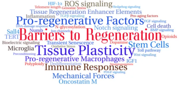 Fig. 2. Word cloud summary of this Meeting Review. The word cloud was randomly generated with TAGUL from keywords selected from this Meeting Review, showing barriers to regeneration (red), pro-regenerative factors (blue) and modulators (brown) that can pos