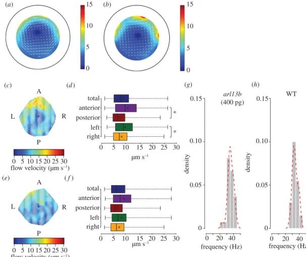 Figure 2. Predicted and observed flow patterns for long cilia. (a) Predicted flow map from WT embryos