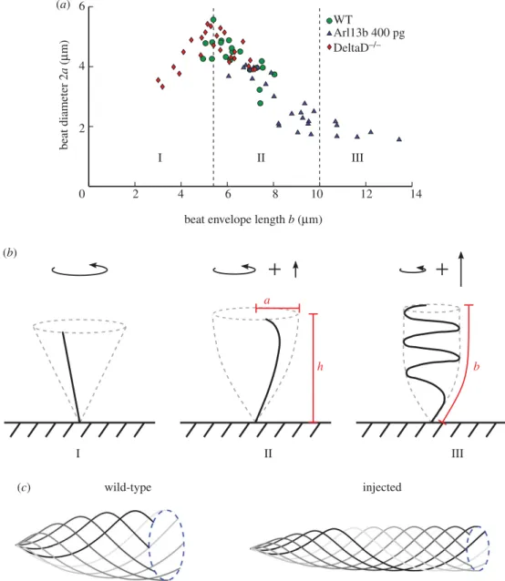 Figure 3. Elastic shape transitions in KV cilia as length increases. (a) Cilium beat diameter as a function of the length of the beat envelope as viewed from the side