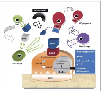 FIGurE 1. Bone remodeling sequences in healthy individuals.