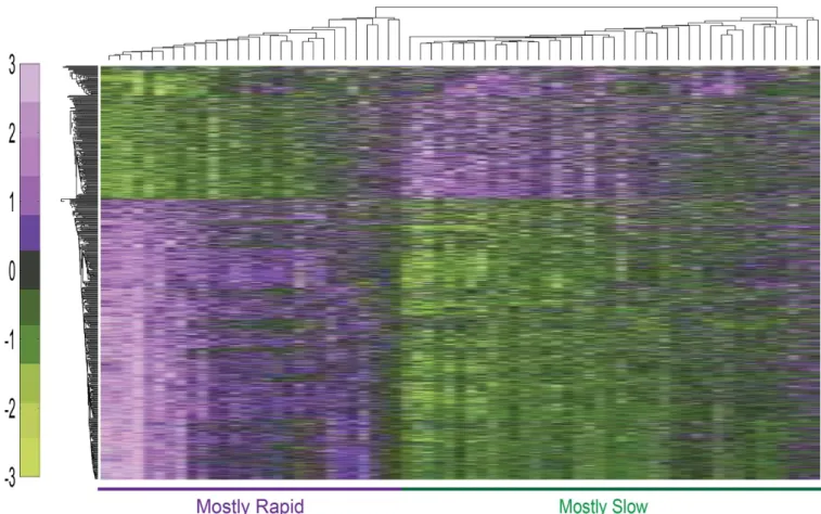 Fig 1. Hierarchical clustering of genes detected as differentially expressed in rapid versus slow progression PD patients