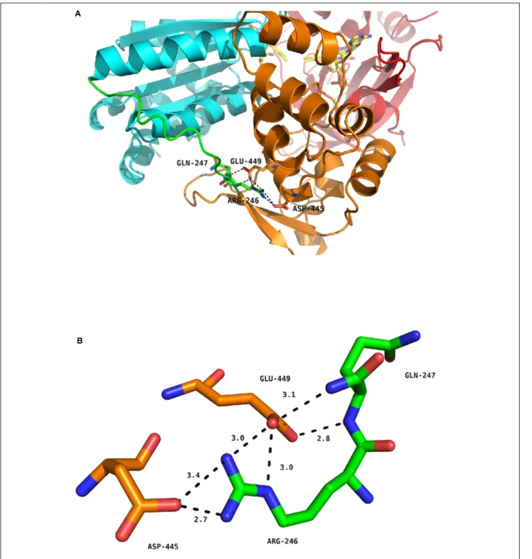 FIGURE 5 | Hydrogen bond network around residue R246 of human CPR. (A) Position of R246, Q247, D445 and E449 in the structure of the soluble form of WT human CPR