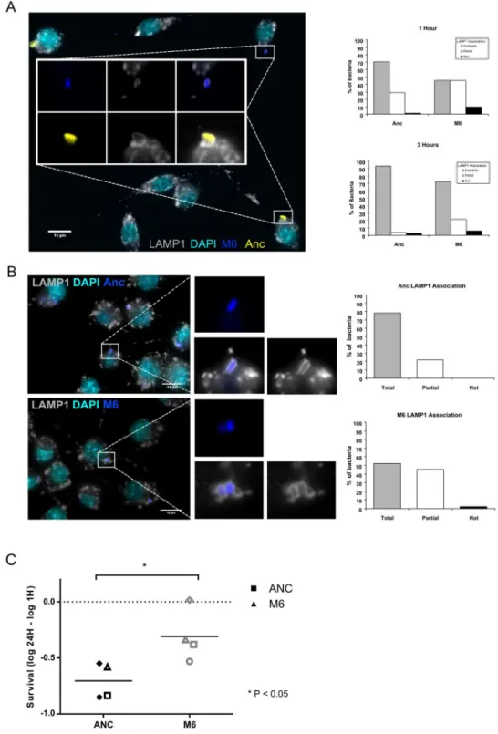 Figure 2.  M6-containing phagosomes mature slower and M6 bacteria show enhanced survival inside  macrophages