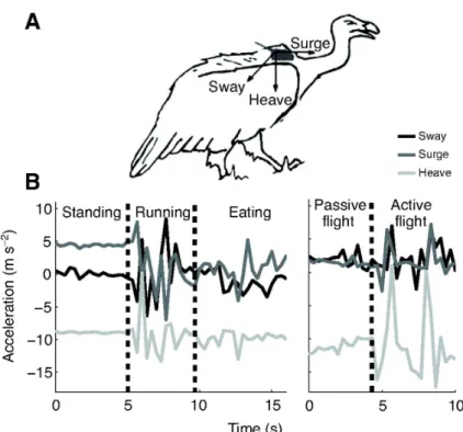 Figure 2.4: Griffon Vultures Accelerometric Patterns [14]