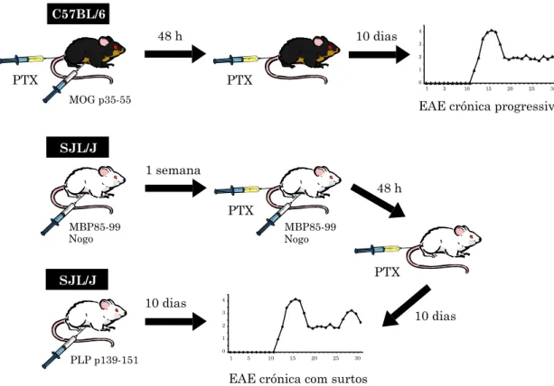 Figura 6. Protocolos de indução de encefalomielite autoimune experimental  (EAE) em ratinhos