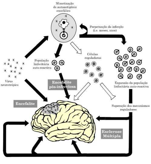 Figura 7. Contributo das infecções virais para a etiopatogénese da EM. Os vírus  com capacidade neurotrópica (e.g