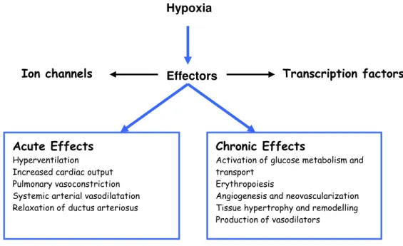 Figure 1 Hypoxia signalling pathway with the major adaptive responses to acute and  chronic hypoxia (adapted from Lopez-Barneo et al., 2004)