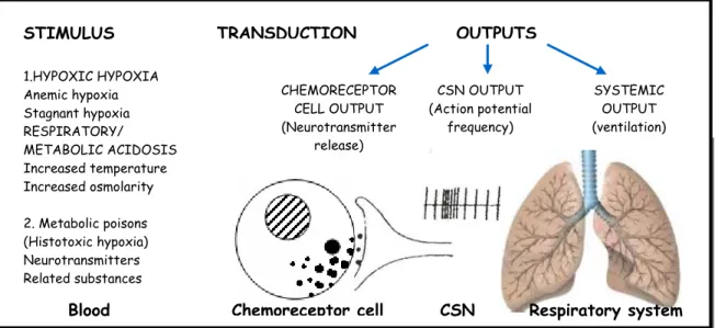Figure 4 Functional organization of carotid body (CB) chemoreceptors .   (Adapted from  Gonzalez et al., 1994) 