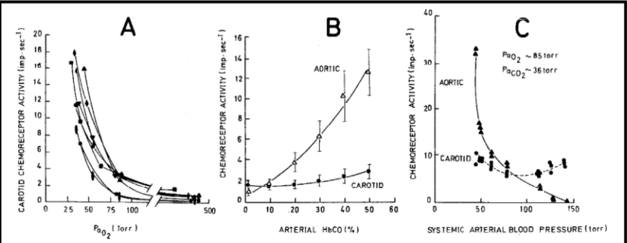 Figure 6 Carotid sinus nerve chemosensory activity during acute hypoxic stimulation. 
