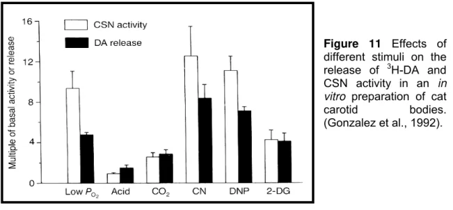 Figure 11 Effects of  different stimuli on the  release of  3 H-DA and  CSN activity in an in  vitro preparation of cat 