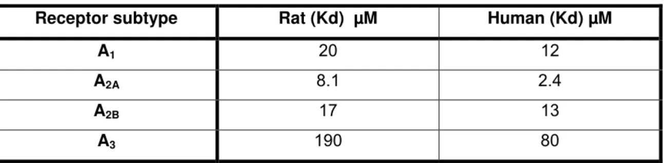 Table 3 Potency of caffeine at rat and human adenosine receptor subtypes.  