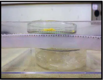 Figura  7.  Caixa  gerbox  com  placas  de  petri  contendo  o  sal  saturado  e  os  grãos  de  pólen  para  a                                  desidratação 