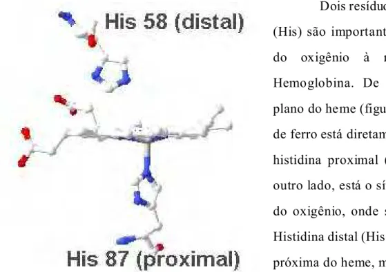Figura 2. Ilustração do grupo heme da desoxi- desoxi-hemoglobina humana (código PDB: 1A00) com as His 58 (E7 distal) e His 87 (F8 proximal) da cadeia &#34;