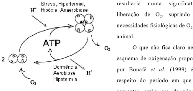 Figura 7. Modelo de dissociação e transporte de oxigênio (in vivo) para hemoglobinas de serpentes, proposto por Bonafe et al., (1999).