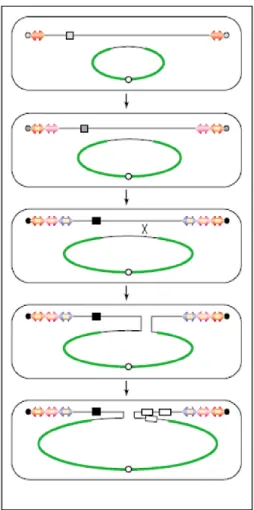 Fig. 2. A model, in Streptomyces, for the evolution of the linear chromosome. Here, it can be seen  that, during the evolution, circular chromosomes (in green) opened up through recombination with  the linear plasmid