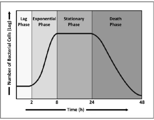Fig. 4. The various phases of the bacterial growth curve. Taken from [38]. 